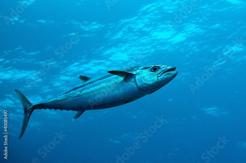 Cuadros en Lienzo Dog-tooth tuna in water of Indian ocean, Maldives