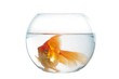 gold fish in spherical aquarium