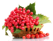 Red Berries Of Viburnum In Basket And Briar Isolated On White