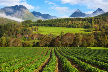 Fototapete - Norway landscape