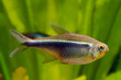 black neon tetra fish