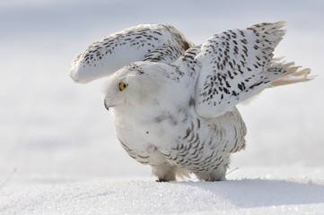 Wall Mural - snowy owl flap wings