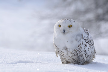 Wall Mural - snowy owl sitting on the snow