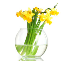 Beautiful Yellow Daffodils In Transparent Vase Isolated On White
