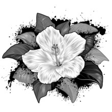 Hibiscus Flower Drawing On White Background