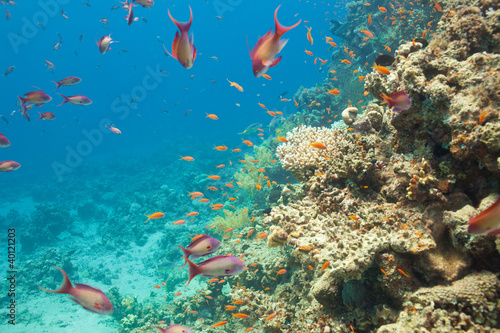Board z aluminiowym obramowaniem Scalefin anthias ryb i koralowce w morzu