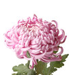 Pink autumn chrysanthemum isolated on white