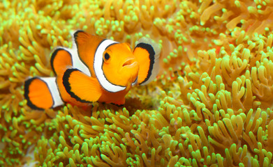 Wall Mural - The Clown Fish (Amphiprion ocellaris).