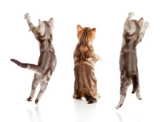 Wall Mural - jumping british kitten rear view set