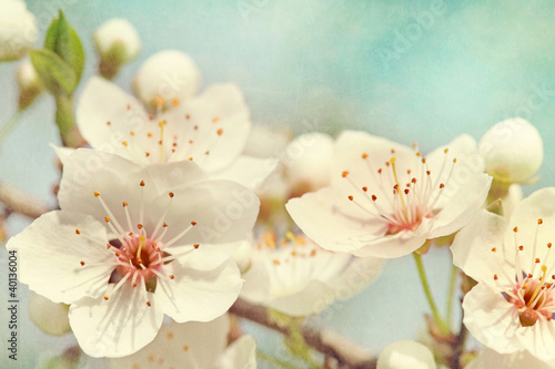 Jalousie-Rollo - Cherry blossoms (von Elena Schweitzer)