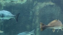 Fishes And A Ragged Tooth Shark In An Aquarium Display
