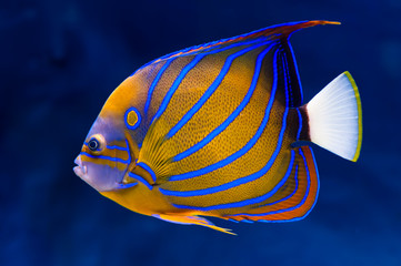 Sticker - Bluering angelfish