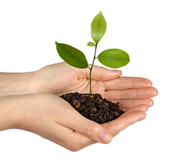 Wall Mural - Tree growing from soil