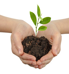 Wall Mural - Tree growing from soil