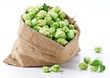 Sack of hops on a white background.
