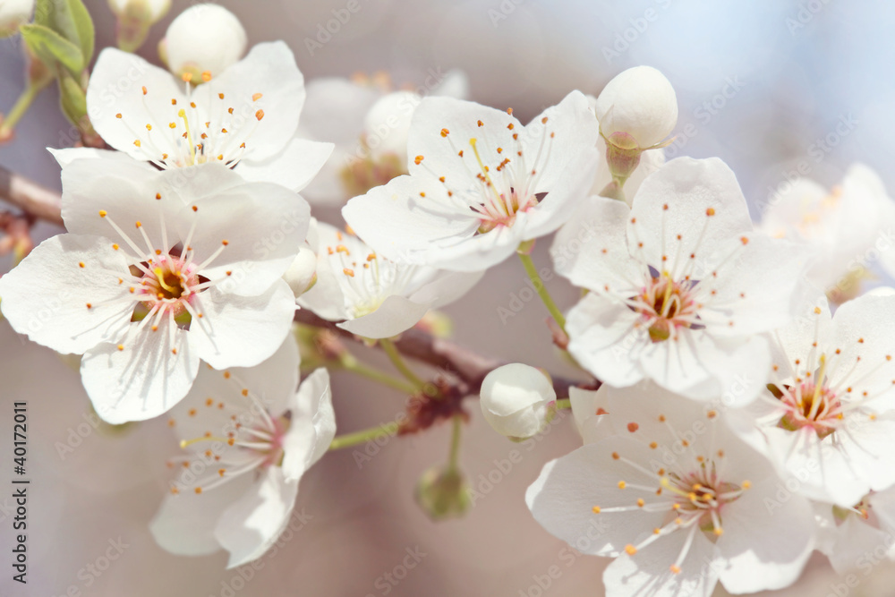 Cherry blossoms - obrazy, fototapety, plakaty 