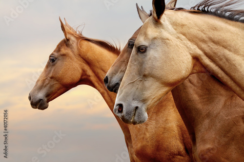 Obraz w ramie horses