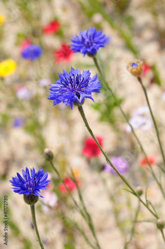 Naklejka samoprzylepna Kornblumenblau