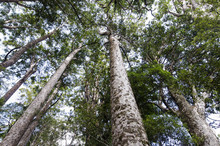 Kauri Puketi Forest, NZ