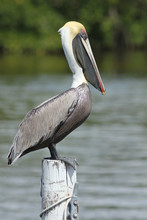 Brown Pelican (Pelecanus Occidentalis) Perched On A Dock Piling - Florida