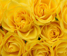 Close Up Of Yellow Roses On The Market