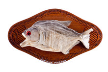 Piranha Fish As Trophy On Wood Isolated