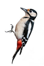 Great Spotted Woodpecker Isolated On White Background