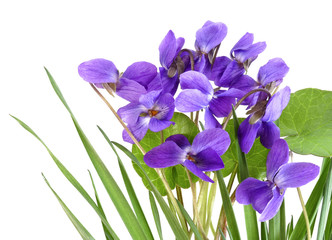 Wall Mural - violets in grass