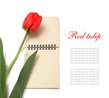 Fototapeta Tulipany - red tulip and notepad
