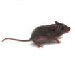 wild little gray mouse on white background