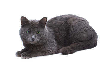 yard grey cat with green eyes sitting looking towards isolated o