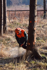 Poster - Lumberjack cutting standing tree