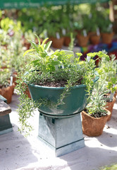 Wall Mural - potted herbs