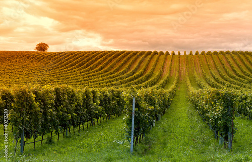 Naklejka nad blat kuchenny Viticulture