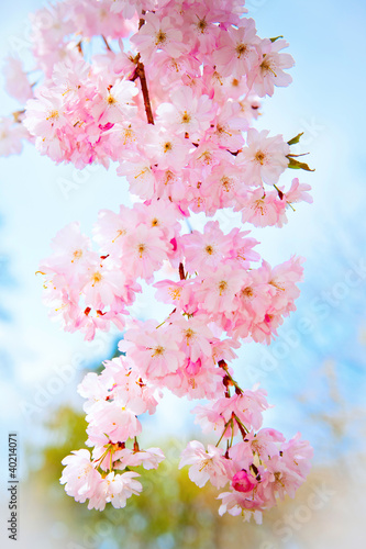 Fototapeta wiosna wiosenna-sakura