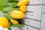 Fototapeta Tulipany - Tulips on keyboard
