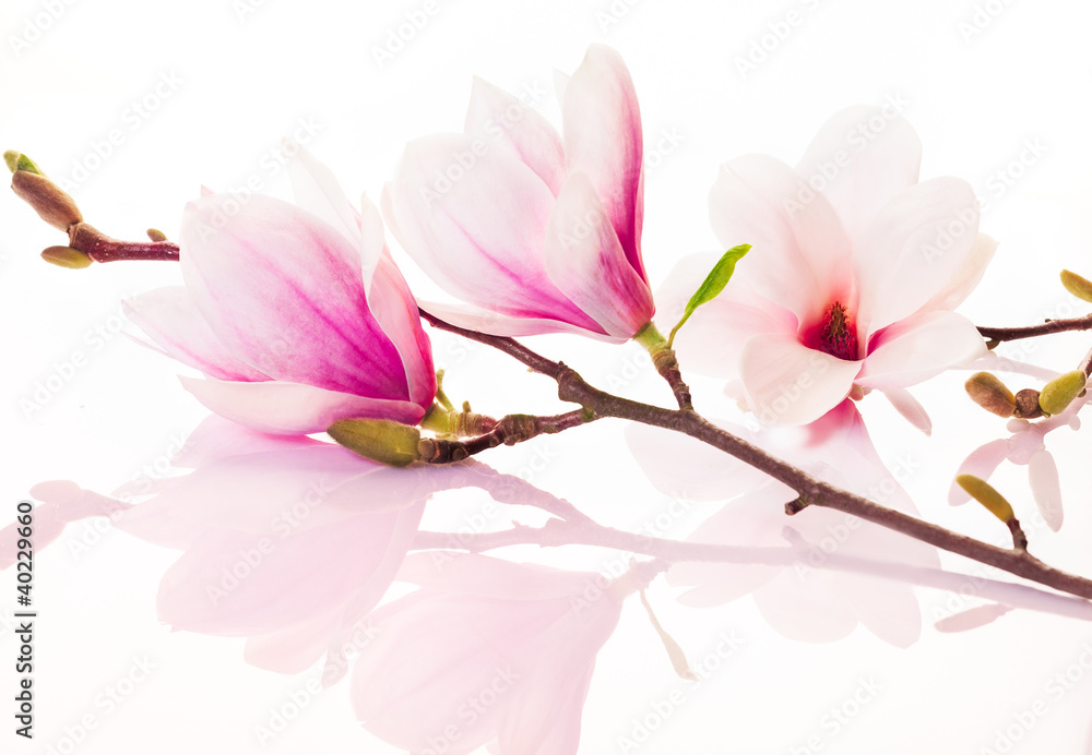 Pink spring flowers with reflection - obrazy, fototapety, plakaty 
