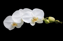 White Orchid Isolated On Black Background