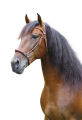 Wall Mural - A portrait of an andalusian stallion on a white background