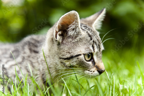  Plakat koty   szary-dachowiec-polujacy-w-trawie