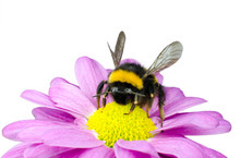 Bumblebee Pollinating On Pink Daisy Flower