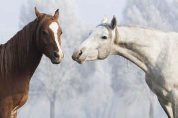 Obraz na płótnie klacz piękny grzywa koń