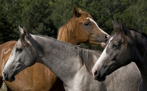 Fototapeta dla dzieci horses