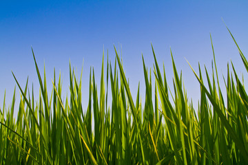 Rice leaf against blue sky