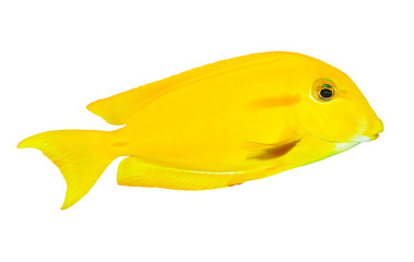 Sticker - Tropical reef fish.