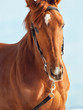 portrait of nice young chestnut horse at blue background
