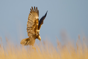 Wall Mural - Marsh Harrier in flight