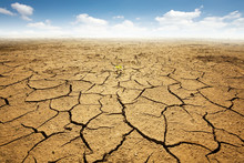 Dryed Land With Cracked Ground. Desert