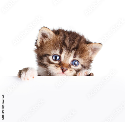 Naklejka ścienna Kitten banner isolated on white