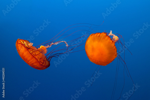 Tapeta ścienna Meduza